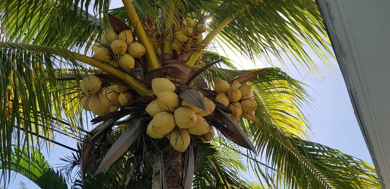 Palm Villas Sainte-Anne  Sainte-Anne (Grande-Terre)